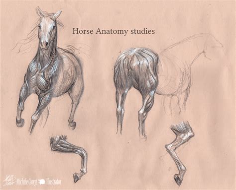 Michele Giorgi Illustrator : Horse Anatomy Studies- 02