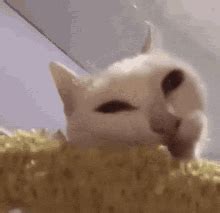 Gato Comiendo Cat Eat GIF – Gato Comiendo Cat Eat Cat Eating – discover ...