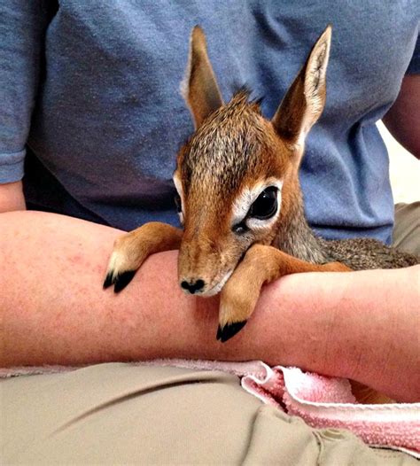 Baby Dik-Dik Has Big Eyes and Tiny Hooves - Daily Squee - Cute Animals ...