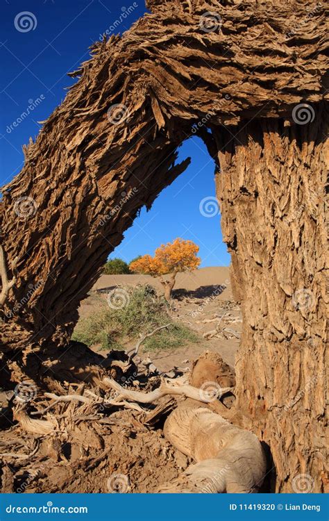 Black poplar bark stock photo. Image of leafless, natural - 11419320