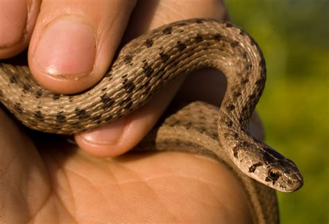 Storeria dekayi – DeKay’s Brownsnake | Vermont Reptile and Amphibian Atlas