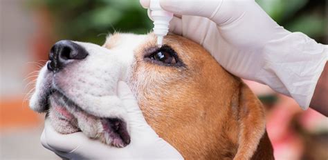 Eye Injuries In Dogs Symptoms, Causes, Diagnosis, Treatment, Recovery ...