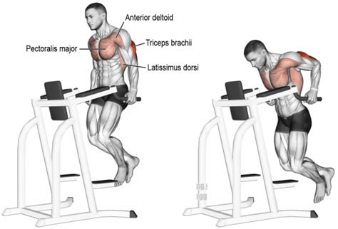 Dips vs Bench Press: Which is the Best Exercise for Building Your Chest ...