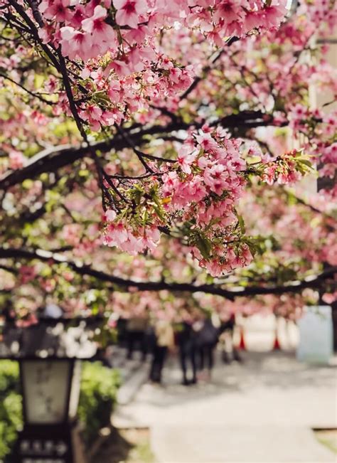 7 Dreamy Places to See Cherry Blossoms in Taiwan | Hoponworld