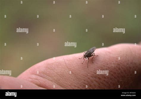 Tsetse fly bite hi-res stock photography and images - Alamy