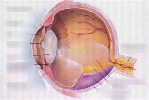 HEM Bio- Eye Diagram Diagram | Quizlet