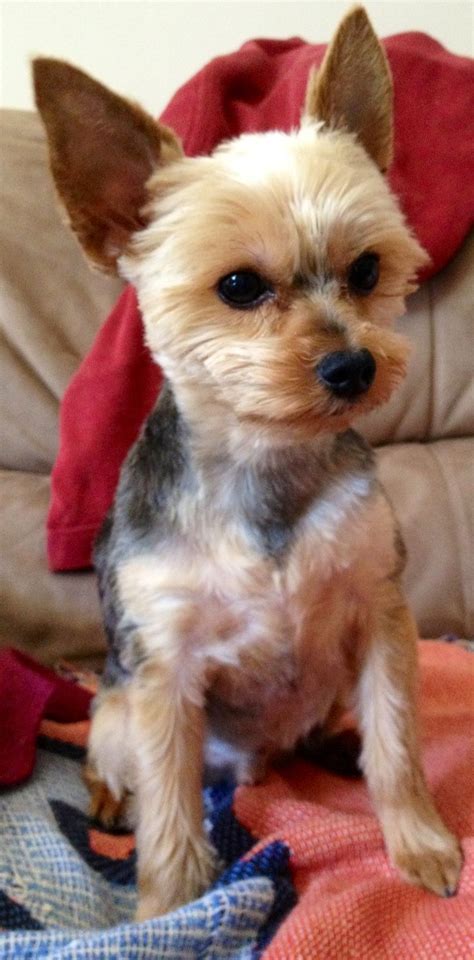 Download Short Haircuts For Yorkies-Pictures