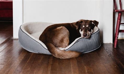 The 8 Best Orthopedic Dog Beds - Ruffgers Dog Blog