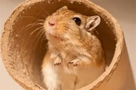 Gerbil Care Guide - LittleGrabbies