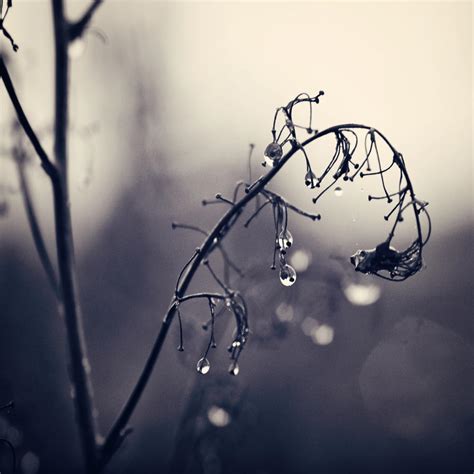 November Rain II by Peterix on DeviantArt