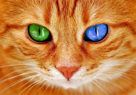 Page 2 | cats-eyes 1080P, 2K, 4K, 5K HD wallpapers free download ...