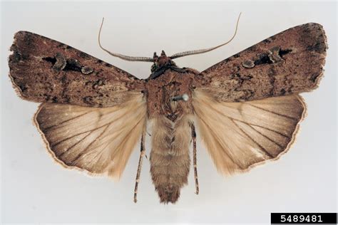 bogong moth (Agrotis infusa (Boisduval))