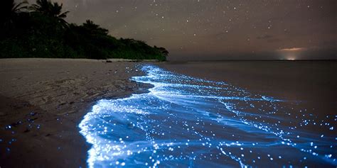 Bioluminescence In The Maldives | How To See The Sea Sparkle