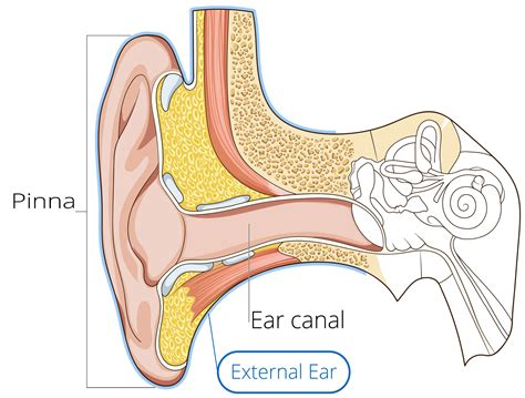 Ear Anatomy | Causes of Hearing Loss | Hearing Aids | Audiology