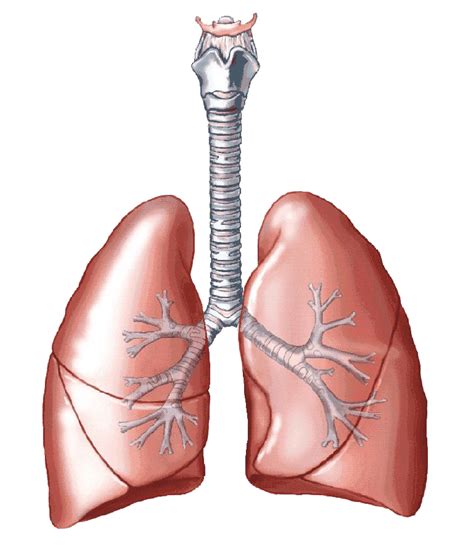 Lungs PNG Transparent Images