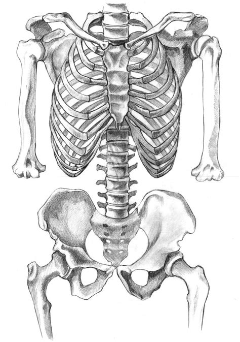 17 Best images about Skeleton drawings on Pinterest | Anatomy art, Ribs ...