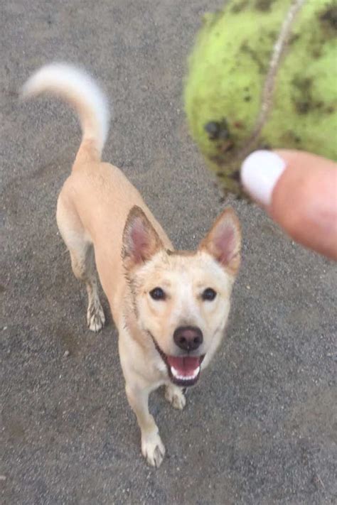 Cody the Husky, Golden Carolina Labrador Mix