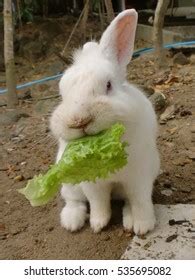 1,076 Rabbit Eating Lettuce Images, Stock Photos & Vectors | Shutterstock