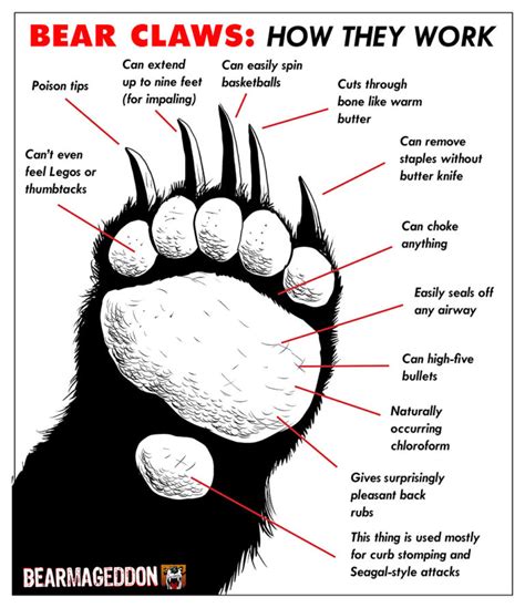 Bear Claws: How They Work