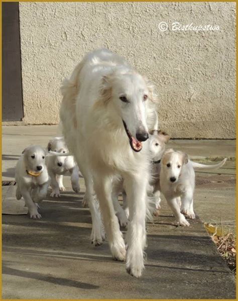 Pin by Claire Lee on Borzois | Dogs, Borzoi dog, Pet dogs