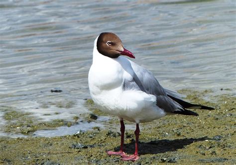 Brown-headed Gull - Breeding plumage - Pangong Tso, Ladakh… | Flickr