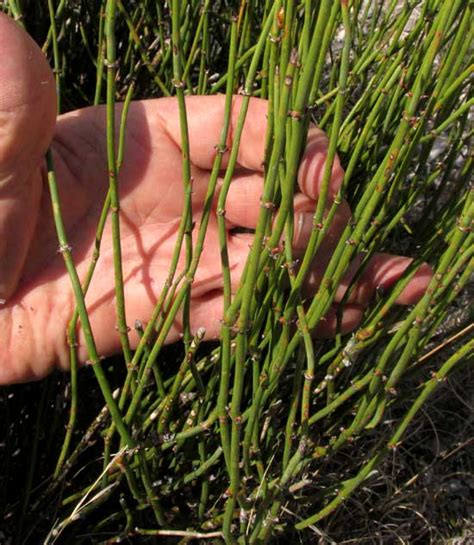 Mormon Tea plant, EPHEDRA