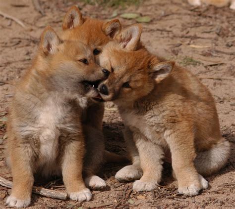 Good Morning America! Here are some baby Dingoes from Australia. : aww