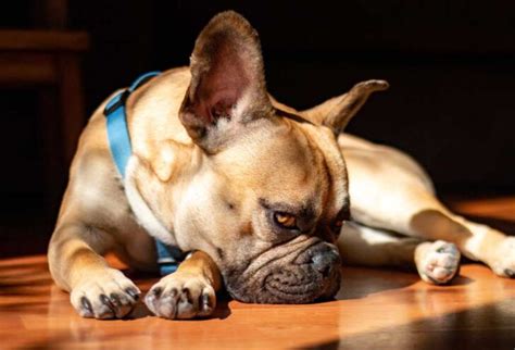 Home Remedies for Dog Lethargy - PatchPuppy.com