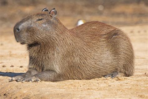 Suzy's Animals of the World Blog: THE CAPYBARA