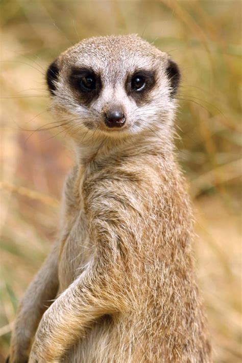 Meerkat | Characteristics, Habitat, Diet, Behavior, & Facts | Meerkat ...