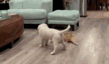 Cat Dog GIF - Cat Dog Play - Discover & Share GIFs