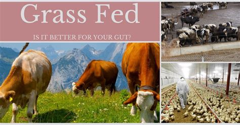 Grass Fed - Is it Better For Your Gut? - Gut Geek