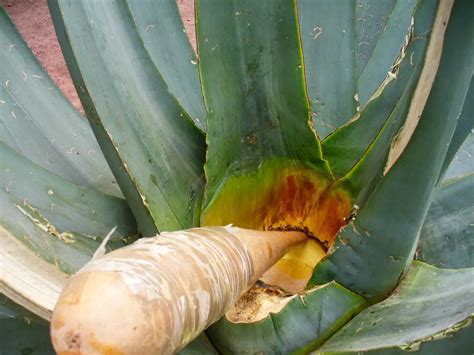 ¿Cómo se hace el Pulque? (Preparación, fermentación y más)