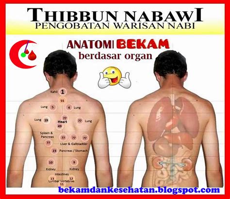 Bagan Titik Anatomi Bekam Berdasar Organ