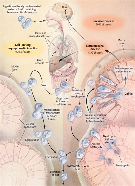 Life cycle of amoeba [12] | Download Scientific Diagram