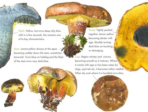 Inkstain Bolete - Cyanoboletus pulverulentus - Discover the Wild