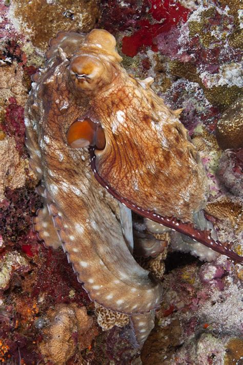 hectocotylus can be seen entering the female Day Octopus mantle through ...