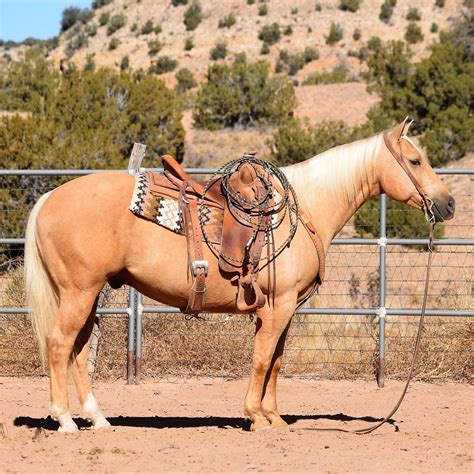 Fancy Palomino Ranch Gelding