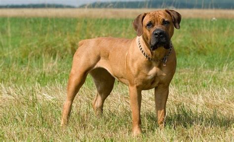 How Fast Can A Boerboel Run