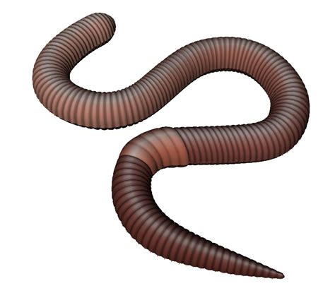 Large Animated Earthworm Clipart