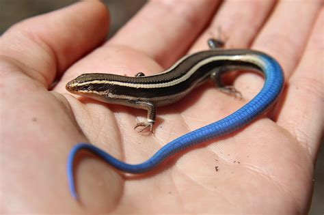 Blue Tailed Mole Skink | Everglades Tours | Cute lizard, Reptiles, Blue ...