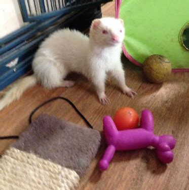 ferret safe chew toys - Convincing Web Log Lightbox