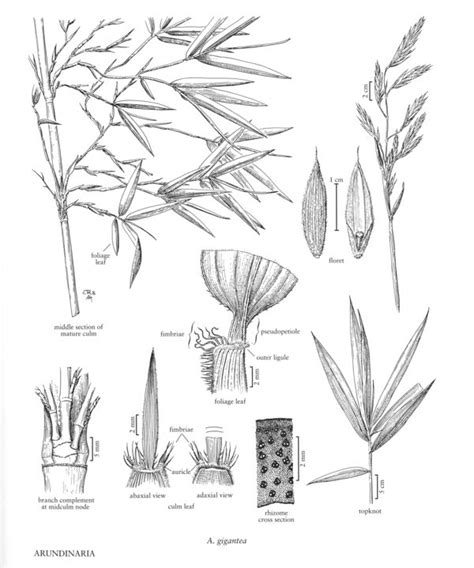 Poaceae - FNA