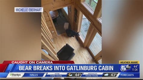 Bear breaks into Gatlinburg cabin - YouTube