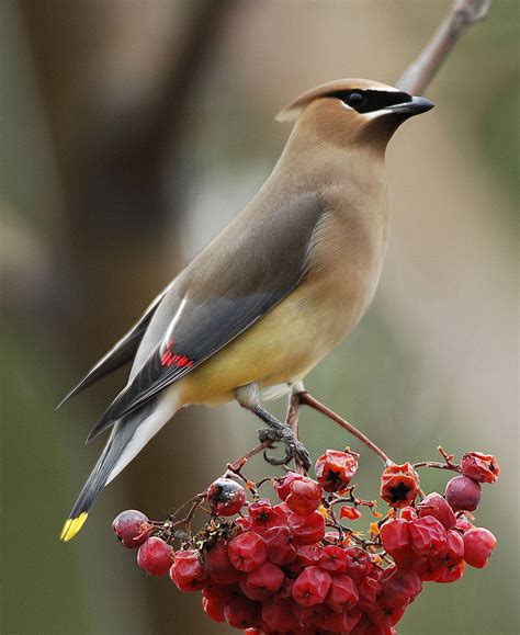 Wildlife Moment: Cedar waxwings chowing down in Cowiche Canyon ...