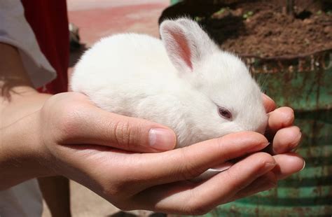 Rabbit Babies