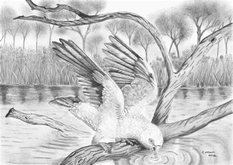 Realistic Nature Drawing at PaintingValley.com | Explore collection of ...