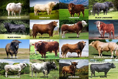 Cattle Breeds - Livestock Capital