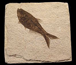 Top quality Fossil fish for sale | Buried Treasure Fossils