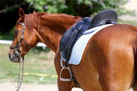 The Best Dressage Saddle Pads in 2021 - Horses in Sport